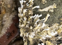 Galeolaria caespitosa