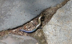 Plestiodon japonicus