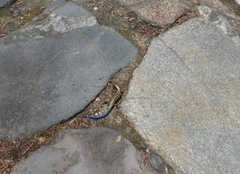 Plestiodon japonicus