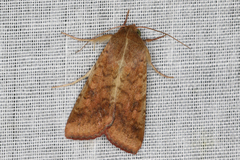 Australothis rubrescens