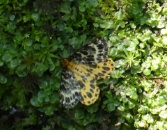 Arichanna melanaria
