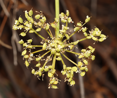 Platysace juncea