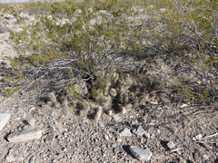 Opuntia diploursina