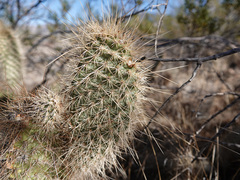 Opuntia diploursina