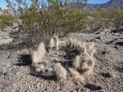 Opuntia diploursina