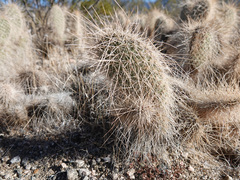 Opuntia diploursina