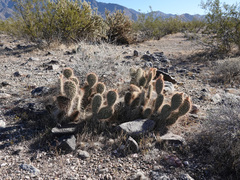 Opuntia diploursina