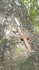 Tropicagama temporalis