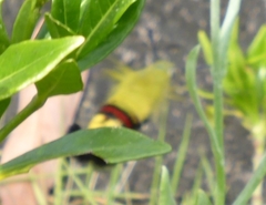 Cephonodes hylas hylas