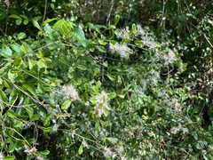 Baccharis glomeruliflora
