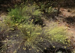 Platysace juncea