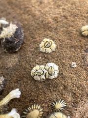 Chthamalus antennatus