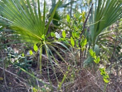 Jacquemontia curtissii