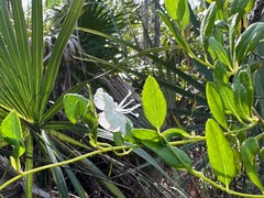 Jacquemontia curtissii