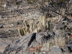 Opuntia diploursina