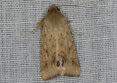 Helicoverpa punctigera