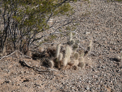 Opuntia diploursina