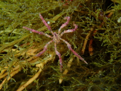 Pallenopsis macneilli