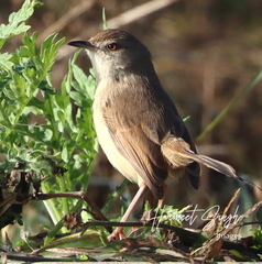 Prinia subflava
