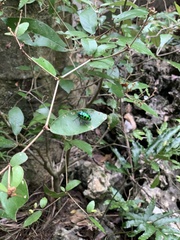 Calliphara excellens