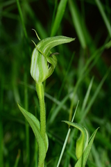 Pterostylis monticola