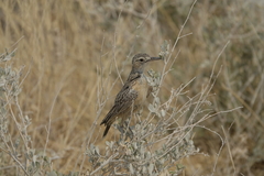 Chersomanes albofasciata
