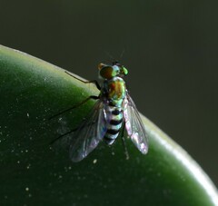 Condylostylus pruinosus