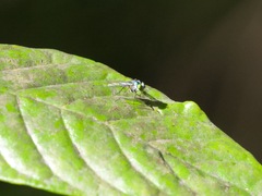 Condylostylus pruinosus