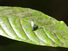 Condylostylus pruinosus