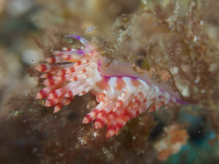 Coryphellina flamma