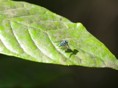 Condylostylus pruinosus