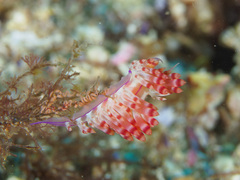 Coryphellina flamma