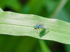 Condylostylus pruinosus