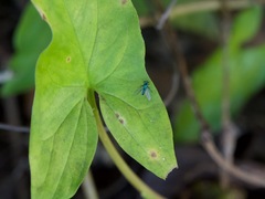 Condylostylus pruinosus
