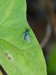 Condylostylus pruinosus
