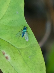 Condylostylus pruinosus