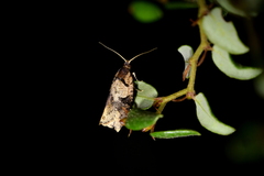 Harmologa amplexana