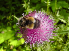 Bombus sitkensis