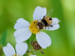 Palpada pusilla