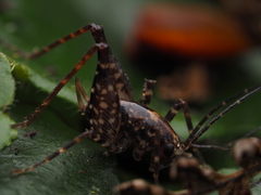 Macropathinae