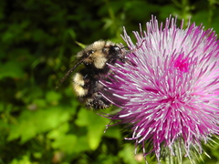 Bombus sitkensis