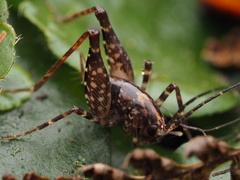Macropathinae