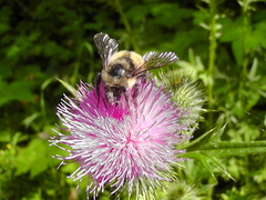 Bombus sitkensis