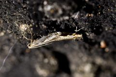 Erechthias fulguritella