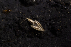 Erechthias fulguritella