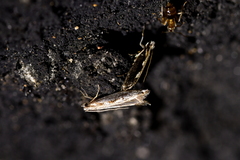 Erechthias fulguritella