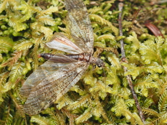 Archichauliodes diversus