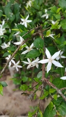 Magnoliopsida
