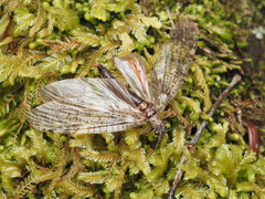 Archichauliodes diversus