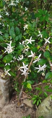 Magnoliopsida